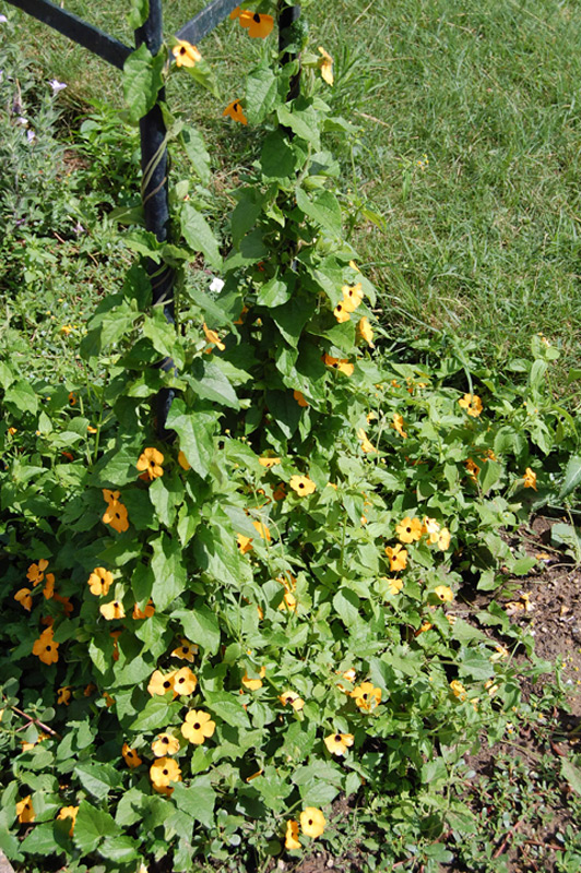 Suzanne aux yeux noirs