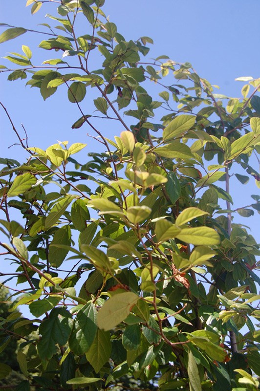Sycoparrotia