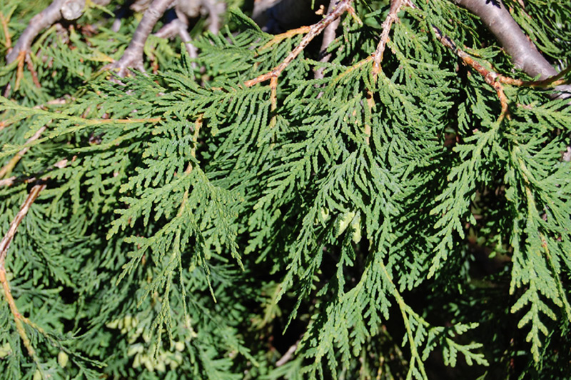 Thuya d'Occident retombant, Thuya du Canada, Cèdre blanc