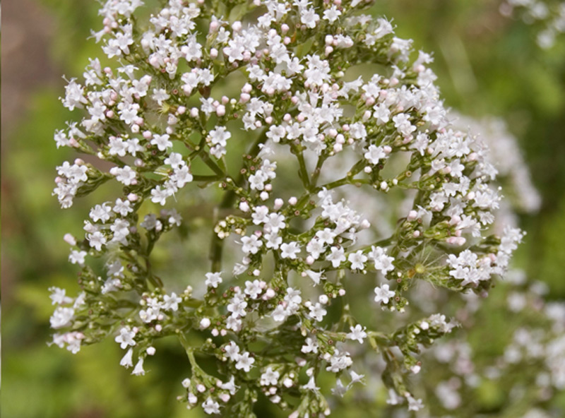 Valériane commune, Herbe aux chats