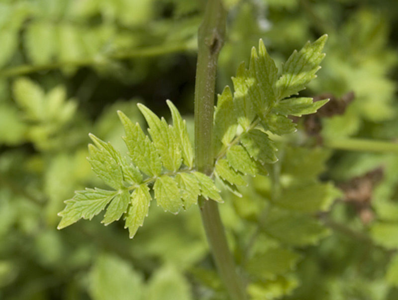 Véronique à longues feuilles