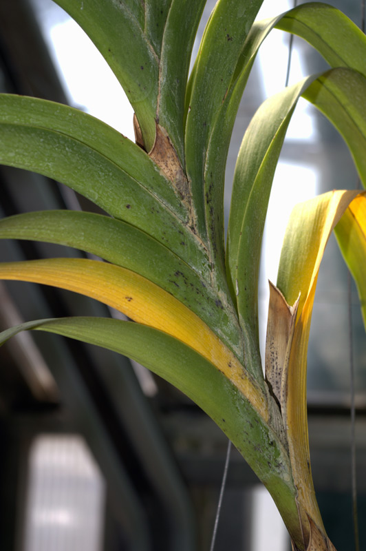 Vanda tricolor var suavis