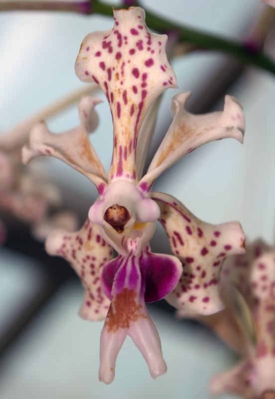 Vanda tricolor var suavis