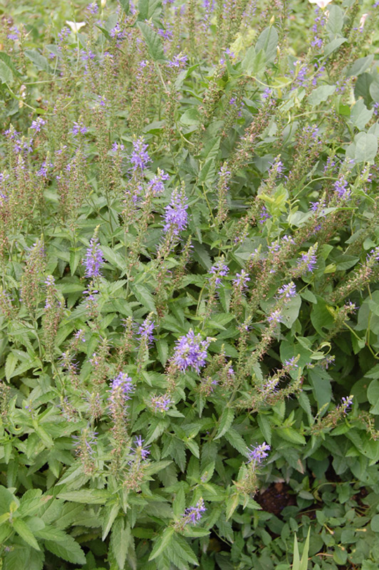 Véronique à longues feuilles