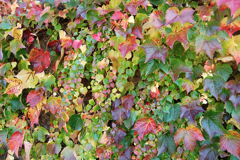 Vigne-vierge japonaise