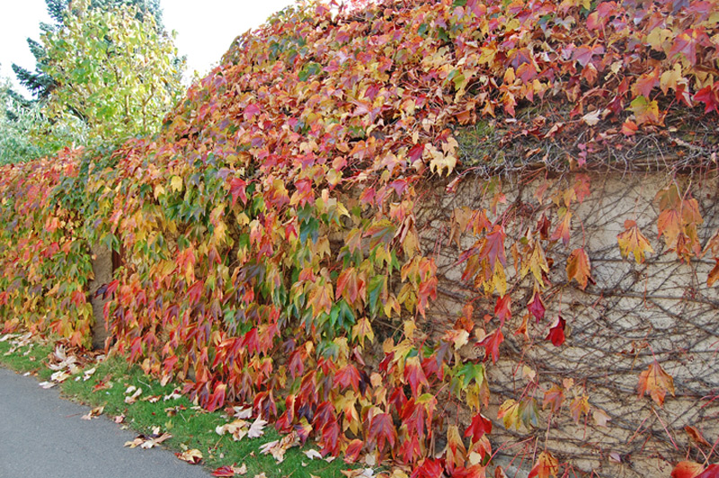 Vigne-vierge japonaise