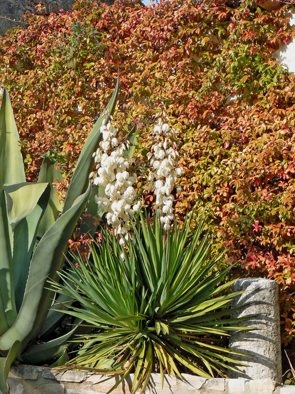 Yucca filamenteux