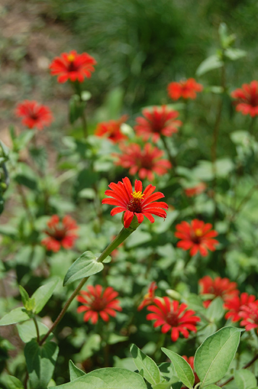Zinnia du Pérou
