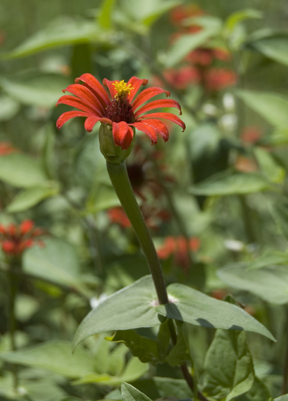 Zinnia du Pérou