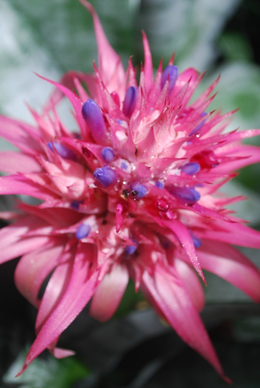 Galerie botanique par espèces