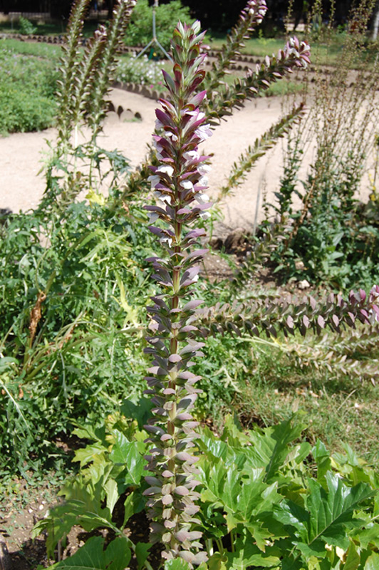Acanthe à feuilles molles