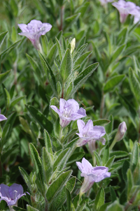 Ruellia ciliosa