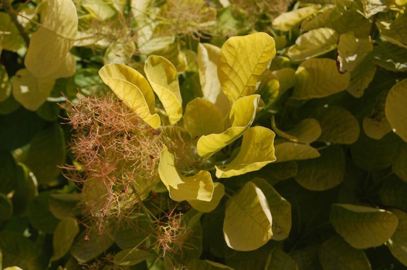Arbre à perruque doré