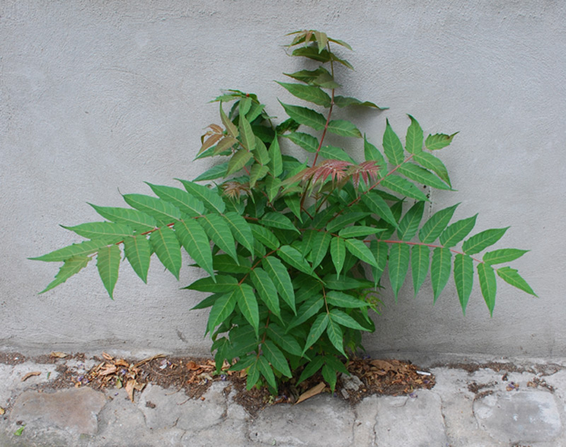 Sumac de Virginie