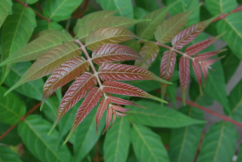 Sumac de Virginie