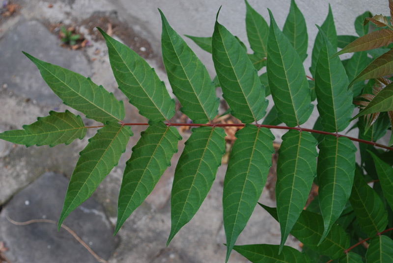 Sumac de Virginie