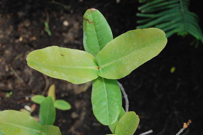 Austrobuxus carunculatus