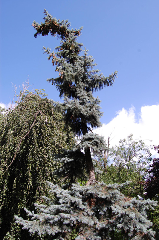 Epicéa bleu 'Glauca Globosa'