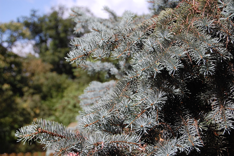 Epicéa bleu 'Glauca Globosa'