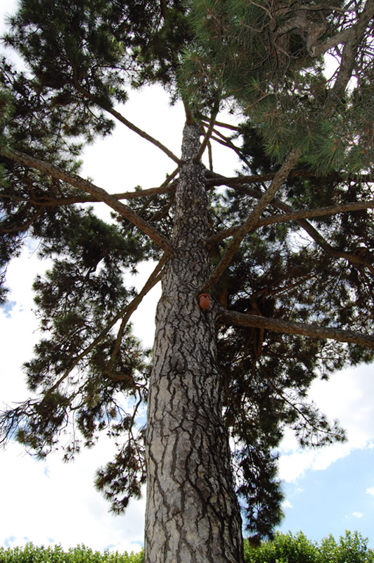 Pin laricio de Corse