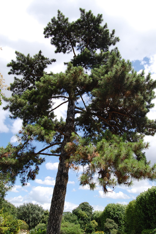 Pin laricio de Corse