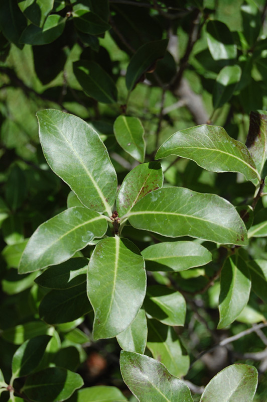 Pittosporum ralphii