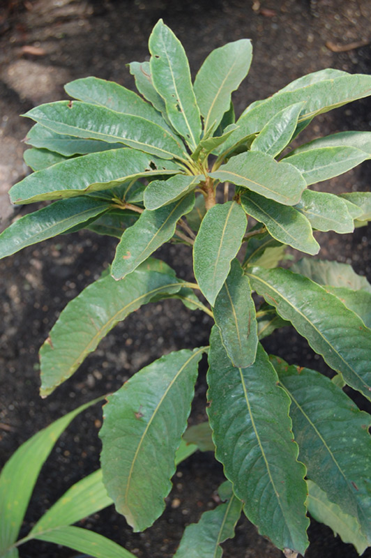 Pittosporum malaxanii