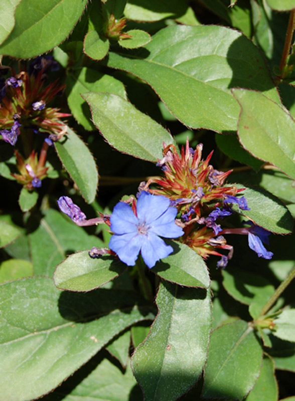 Dentelaire de Lady Larpent