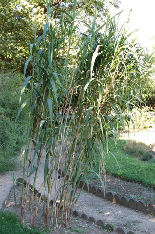 Canne de Provence