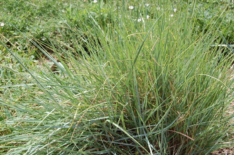 Chiendent des champs