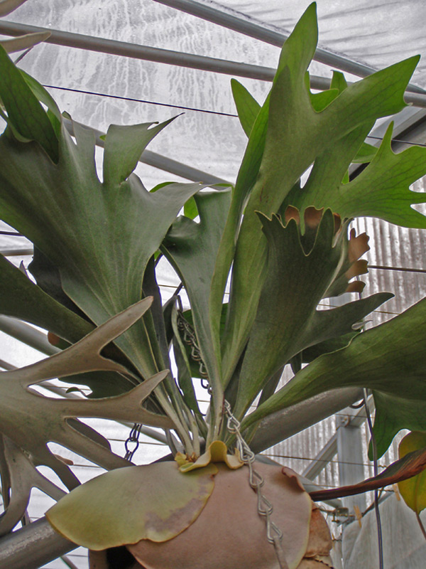 Fougère Corne de cerf