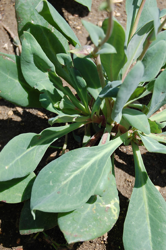 Calandrinia grandiflora