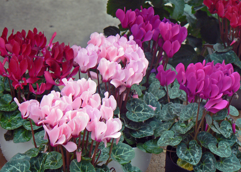Cyclamen des fleuristes