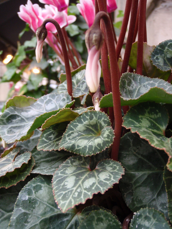 Cyclamen de Perse