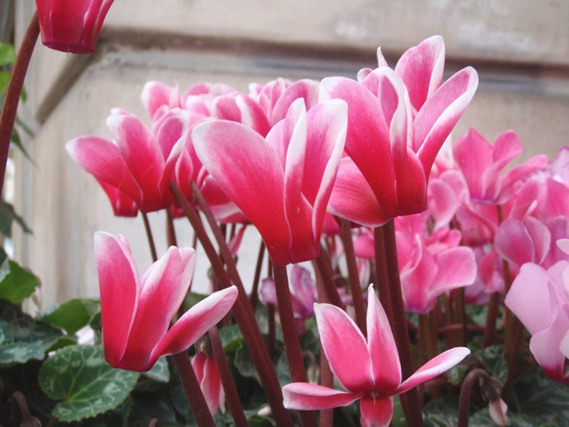 Cyclamen de Perse