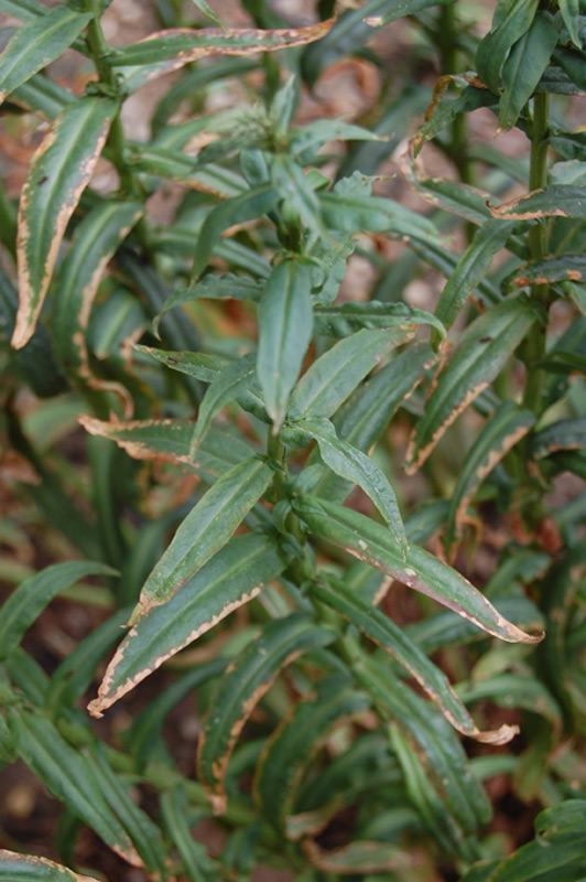 Lysimaque éphémère