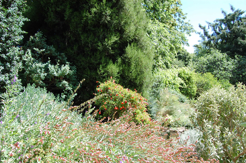 Grenadier nain 'Nana'