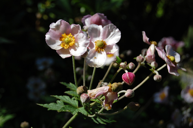 Anémone du Japon 'Tomentosa'
