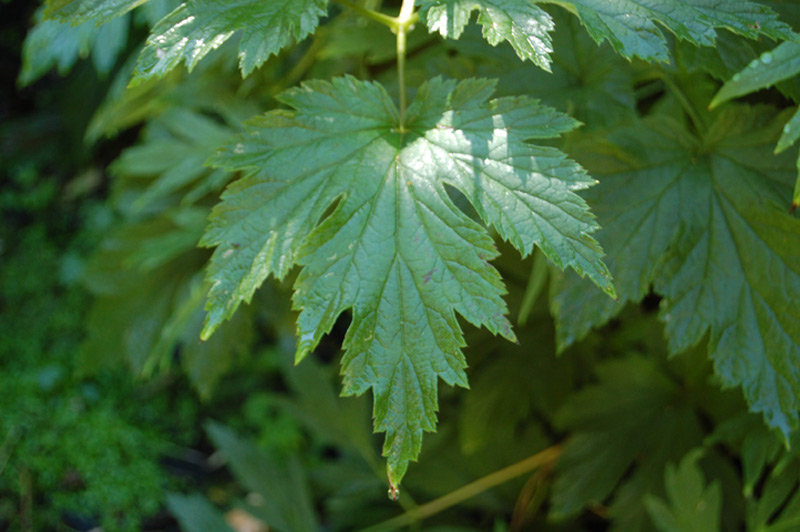 Anémone du Japon 'Tomentosa'