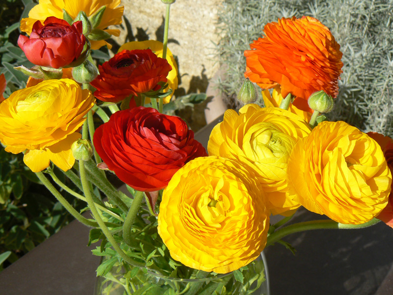 Renoncule des fleuristes