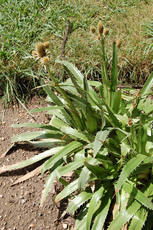 Panicaut à feuilles d'agave