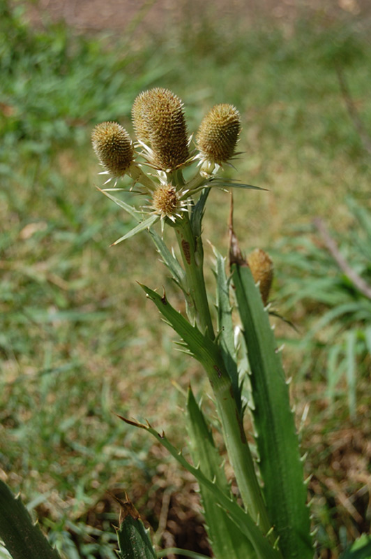 Panicaut à feuilles d'agave