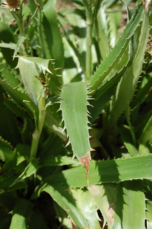 Panicaut à feuilles d'agave