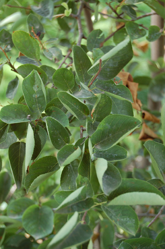 Amélanchier commun