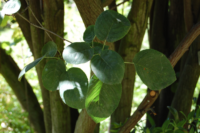 Amélanchier du Canada