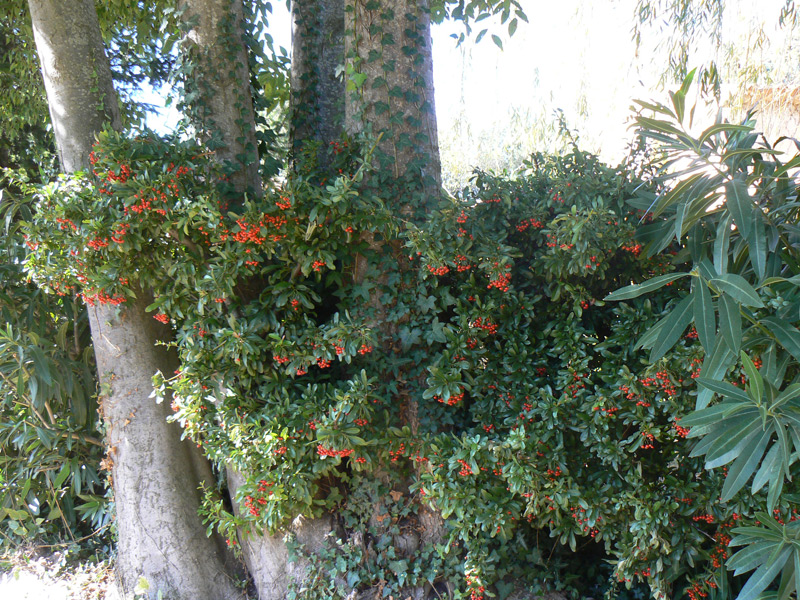 Buisson ardent 'Red Column'