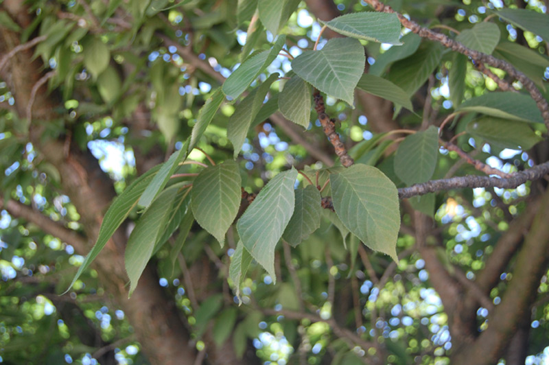 Cerisier du Japon 'Kanzan'