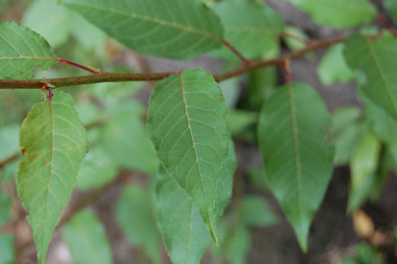 Cerisier du Japon à fleur double