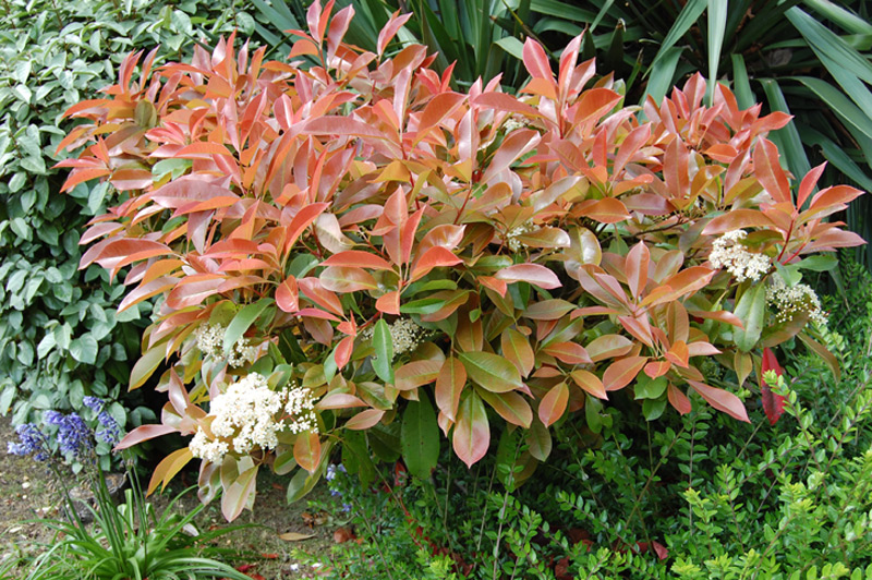 Photinia de Fraser