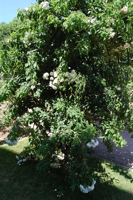 Rosier 'Aimée Vibert'